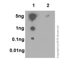Dot Blot - Anti-GATA3 (phospho S308) antibody [EPR18118] - BSA and Azide free (AB240298)