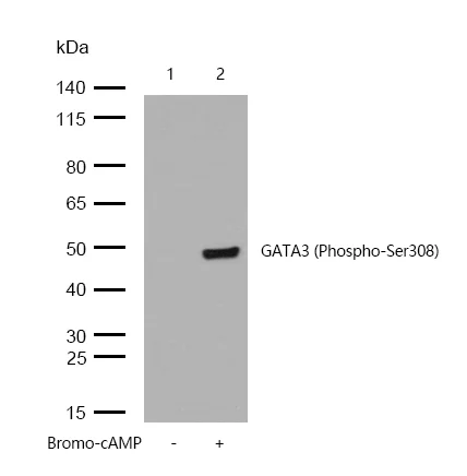 Western blot - Anti-GATA3 (phospho S308) antibody [SR1843] (AB326648)