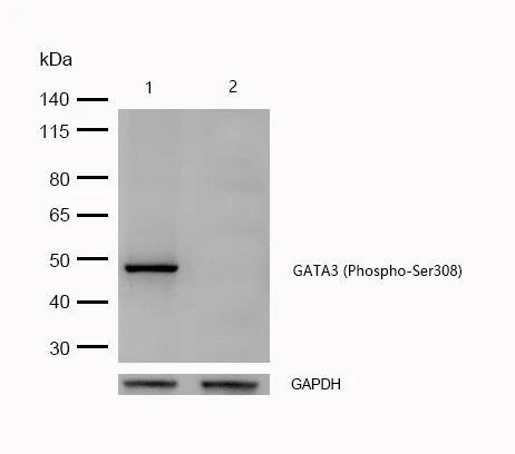 Western blot - Anti-GATA3 (phospho S308) antibody [SR1843] (AB326648)
