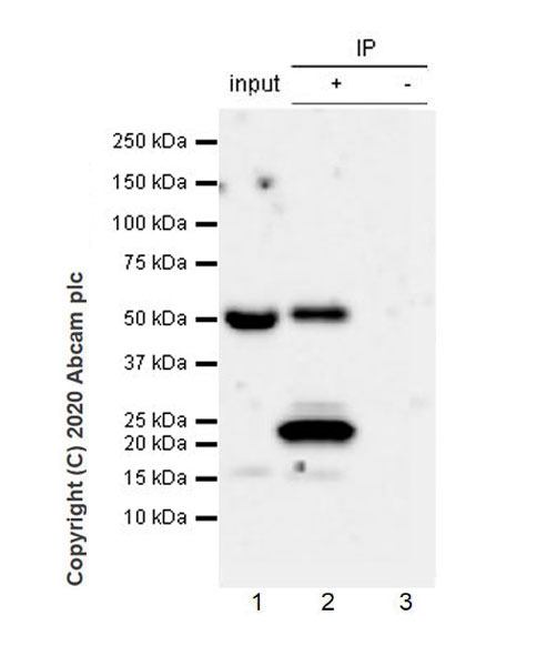 Immunoprecipitation - Anti-GATA4 antibody [EPR23691-12] - BSA and Azide free (AB275254), expandable thumbnail