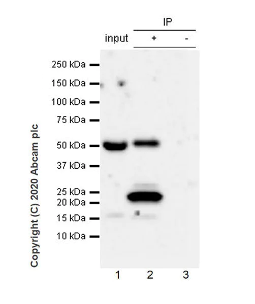 Immunoprecipitation - Anti-GATA4 antibody [EPR23691-12] - BSA and Azide free (AB275254)