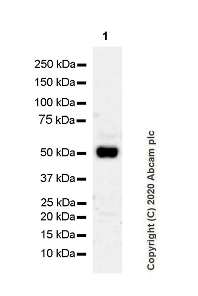 Western blot - Anti-GATA4 antibody [EPR23691-12] - BSA and Azide free (AB275254), expandable thumbnail