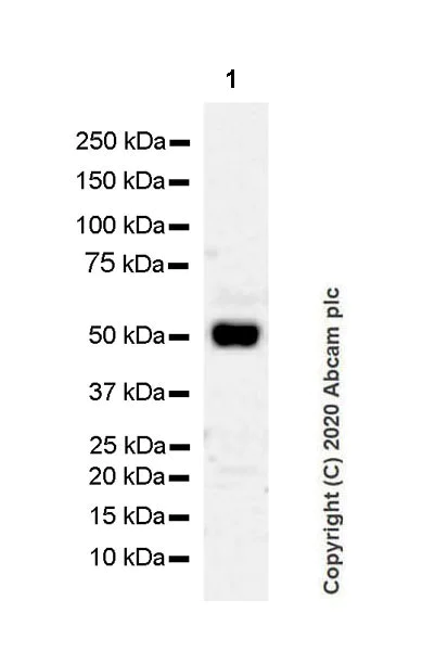 Western blot - Anti-GATA4 antibody [EPR23691-12] - BSA and Azide free (AB275254)