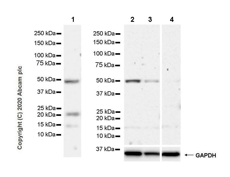Western blot - Anti-GATA4 antibody [EPR23691-12] - BSA and Azide free (AB275254), expandable thumbnail