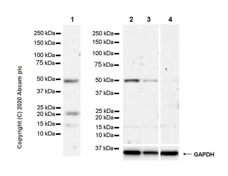 Western blot - Anti-GATA4 antibody [EPR23691-12] - BSA and Azide free (AB275254)