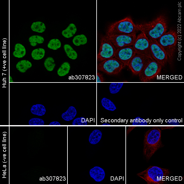 Immunocytochemistry/ Immunofluorescence - Anti-GATA4 antibody [EPR26718-103] (AB307823), expandable thumbnail