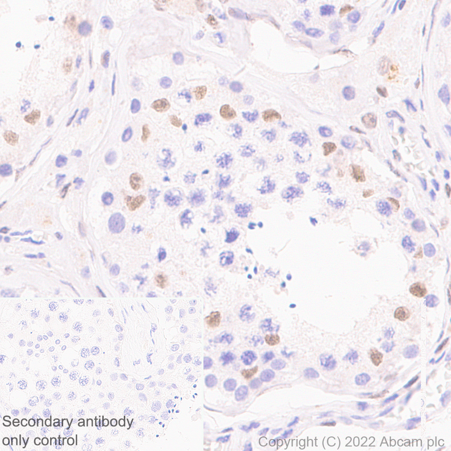 Immunohistochemistry (Formalin/PFA-fixed paraffin-embedded sections) - Anti-GATA4 antibody [EPR26718-103] (ab307823), expandable thumbnail