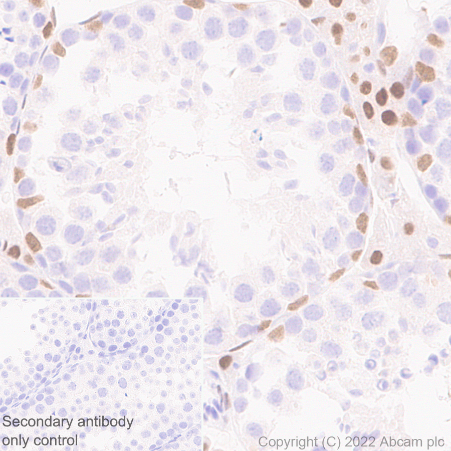 Immunohistochemistry (Formalin/PFA-fixed paraffin-embedded sections) - Anti-GATA4 antibody [EPR26718-103] (ab307823), expandable thumbnail