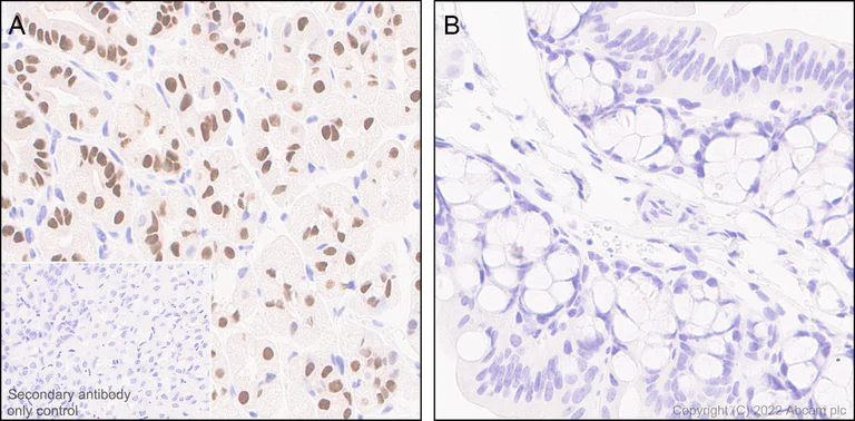 Immunohistochemistry (Formalin/PFA-fixed paraffin-embedded sections) - Anti-GATA4 antibody [EPR26718-103] (AB307823)