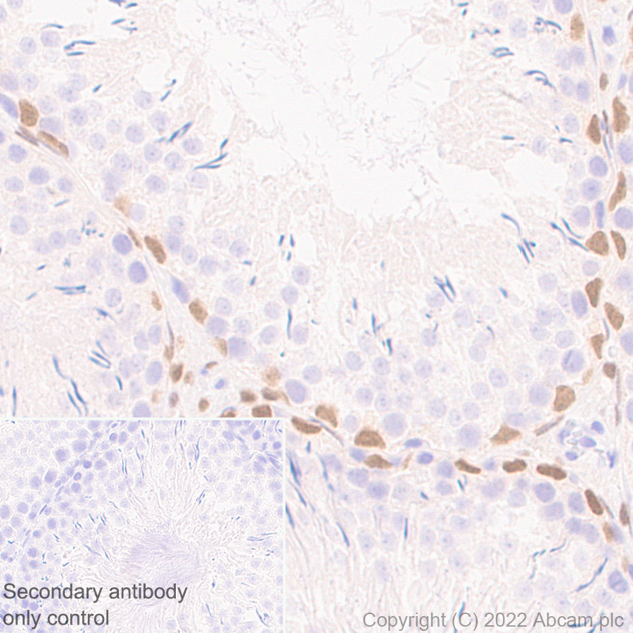 Immunohistochemistry (Formalin/PFA-fixed paraffin-embedded sections) - Anti-GATA4 antibody [EPR26718-103] (ab307823), expandable thumbnail