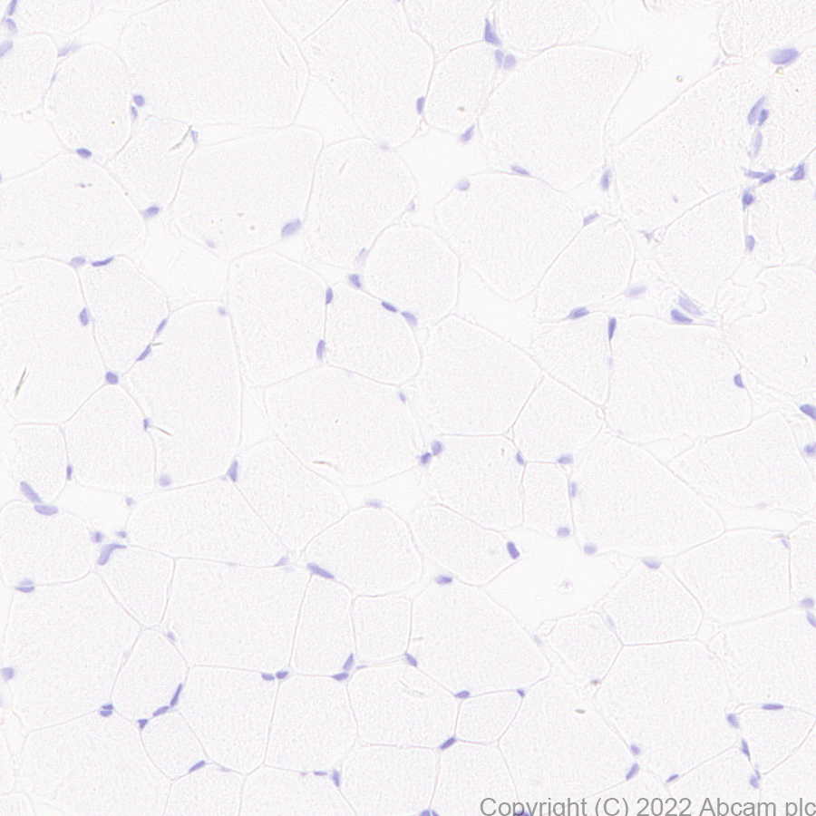 Immunohistochemistry (Formalin/PFA-fixed paraffin-embedded sections) - Anti-GATA4 antibody [EPR26718-103] (AB307823), expandable thumbnail