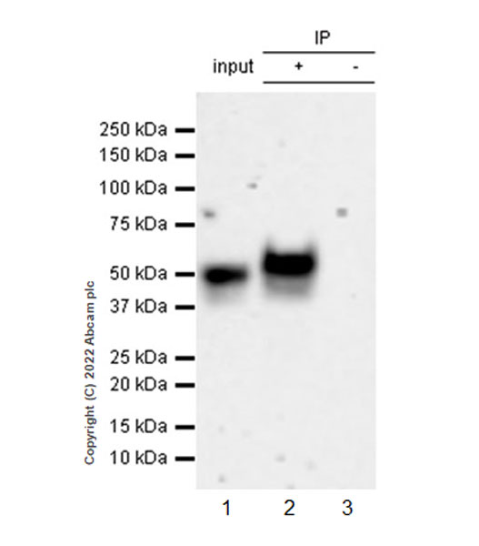 Immunoprecipitation - Anti-GATA4 antibody [EPR26718-103] (AB307823), expandable thumbnail