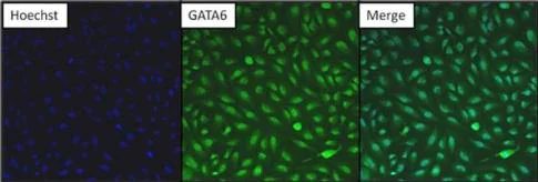 Immunocytochemistry/ Immunofluorescence - Anti-Gata6 antibody (AB175349)
