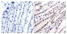 Immunohistochemistry (Formalin/PFA-fixed paraffin-embedded sections) - Anti-Gata6 antibody (AB175349)