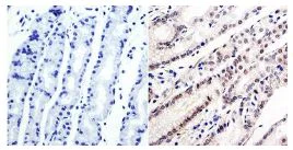 Immunohistochemistry (Formalin/PFA-fixed paraffin-embedded sections) - Anti-Gata6 antibody (AB175349)