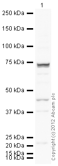 Western blot - Anti-Gata6 antibody (AB22600)