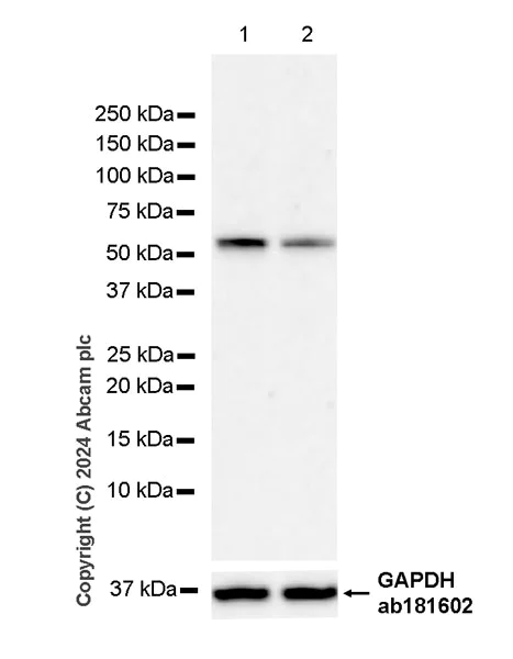 Western blot - Anti-Gata6 antibody [EPR25279-42] - BSA and Azide free (AB317013)