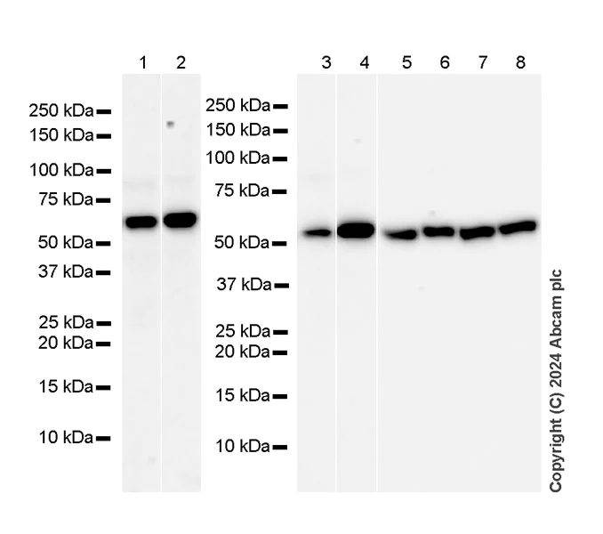 Western blot - Anti-Gata6 antibody [EPR25279-42] - BSA and Azide free (AB317013)