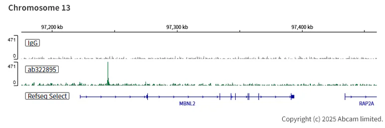 ChIC/CUT&RUN sequencing - Anti-Gata6 antibody [EPR29847-53] - BSA and Azide free (AB326609)