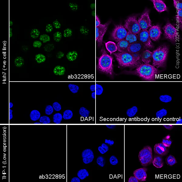 Immunocytochemistry/ Immunofluorescence - Anti-Gata6 antibody [EPR29847-53] - BSA and Azide free (AB326609)