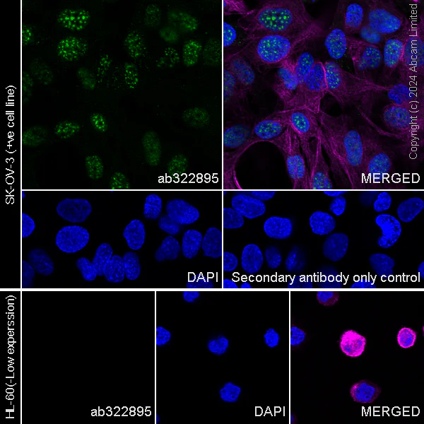 Immunocytochemistry/ Immunofluorescence - Anti-Gata6 antibody [EPR29847-53] - BSA and Azide free (AB326609)