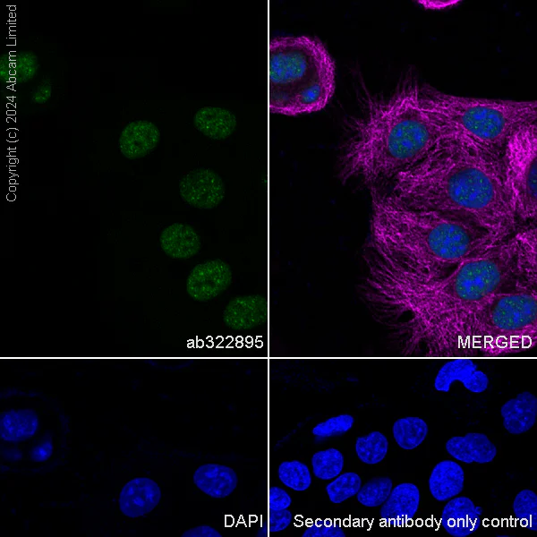 Immunocytochemistry/ Immunofluorescence - Anti-Gata6 antibody [EPR29847-53] - BSA and Azide free (AB326609)