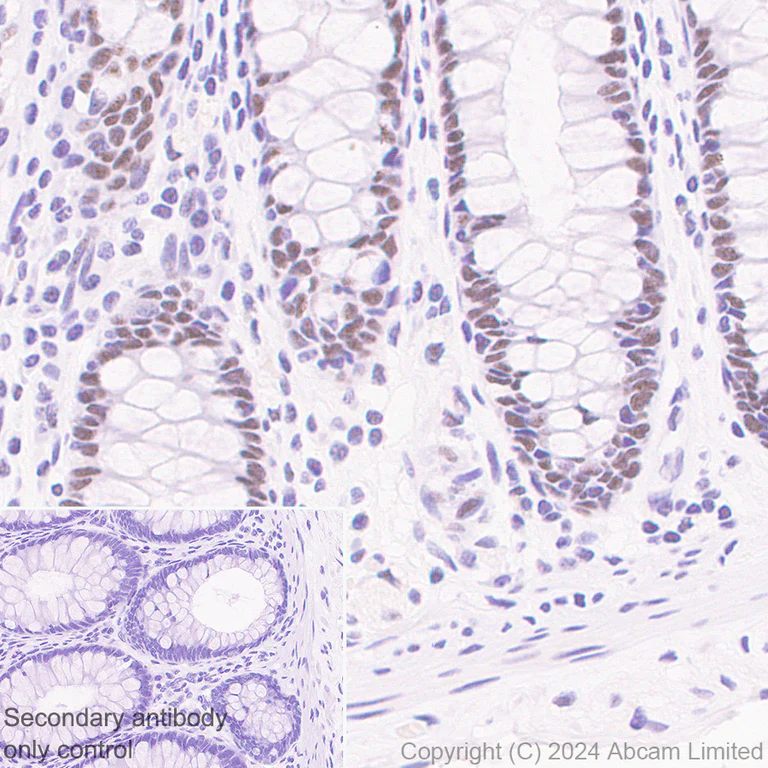 Immunohistochemistry (Formalin/PFA-fixed paraffin-embedded sections) - Anti-Gata6 antibody [EPR29847-53] - BSA and Azide free (AB326609)