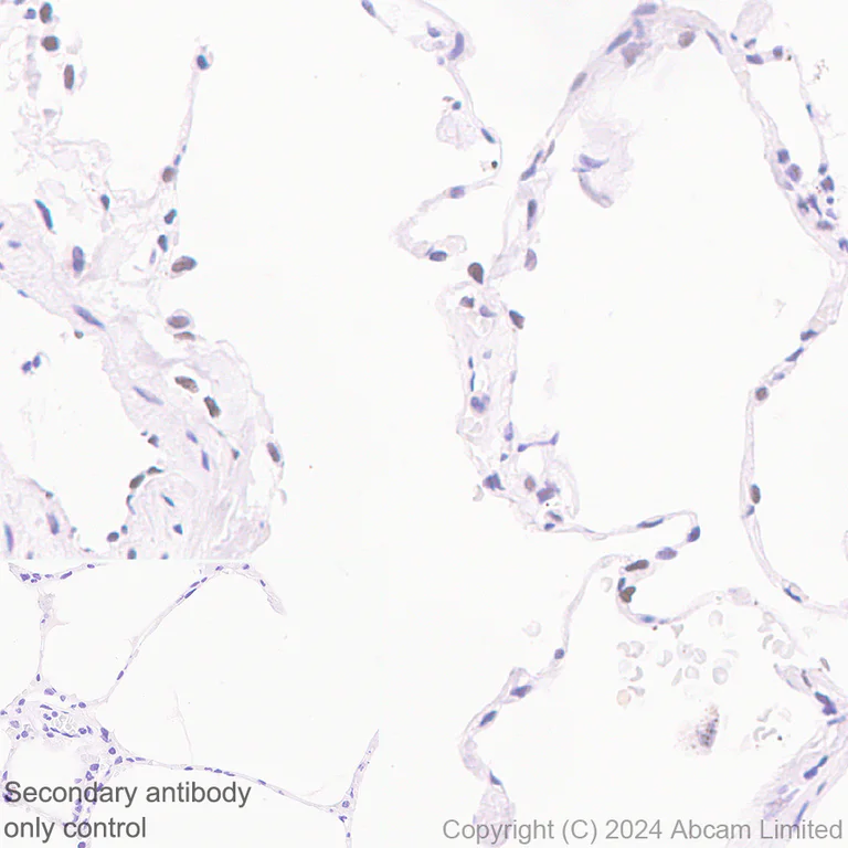 Immunohistochemistry (Formalin/PFA-fixed paraffin-embedded sections) - Anti-Gata6 antibody [EPR29847-53] - BSA and Azide free (AB326609)