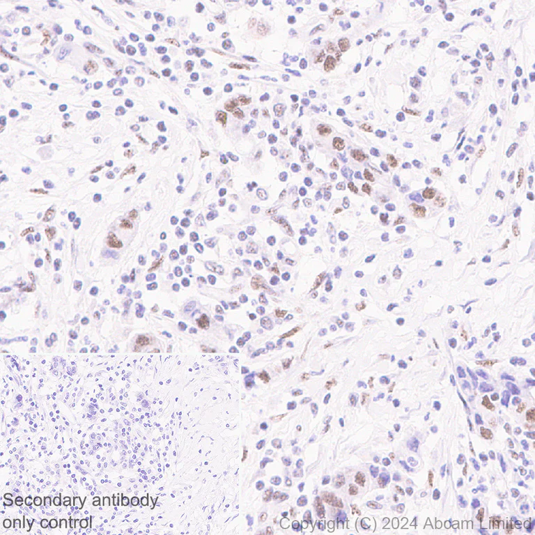 Immunohistochemistry (Formalin/PFA-fixed paraffin-embedded sections) - Anti-Gata6 antibody [EPR29847-53] - BSA and Azide free (AB326609)