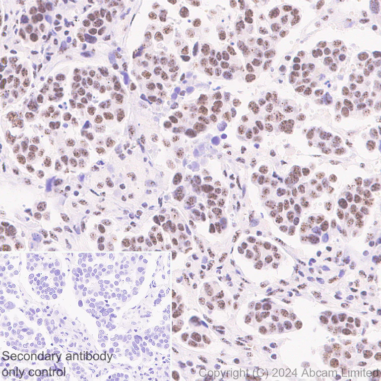 Immunohistochemistry (Formalin/PFA-fixed paraffin-embedded sections) - Anti-Gata6 antibody [EPR29847-53] - BSA and Azide free (AB326609)