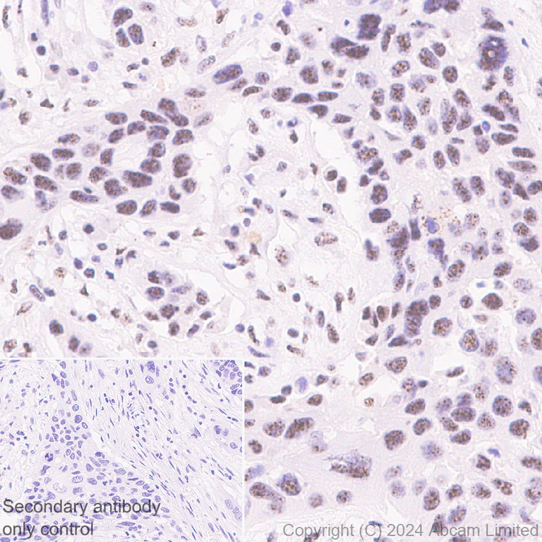 Immunohistochemistry (Formalin/PFA-fixed paraffin-embedded sections) - Anti-Gata6 antibody [EPR29847-53] - BSA and Azide free (AB326609)