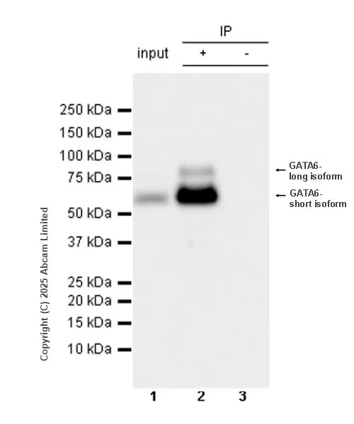 Immunoprecipitation - Anti-Gata6 antibody [EPR29847-53] - BSA and Azide free (AB326609)