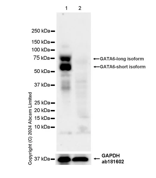 Western blot - Anti-Gata6 antibody [EPR29847-53] - BSA and Azide free (AB326609)