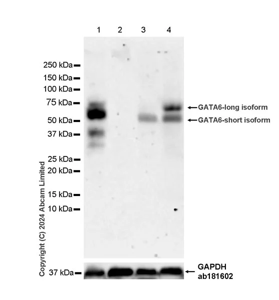 Western blot - Anti-Gata6 antibody [EPR29847-53] - BSA and Azide free (AB326609)
