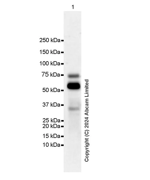 Western blot - Anti-Gata6 antibody [EPR29847-53] - BSA and Azide free (AB326609)