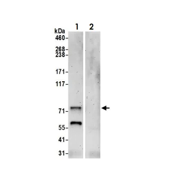 Immunoprecipitation - Anti-GATAD2A antibody (AB87663)