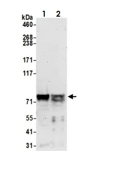 Western blot - Anti-GATAD2A antibody (AB87663)
