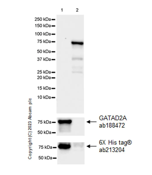 Western blot - Anti-GATAD2A antibody [EPR18252] (AB188472)