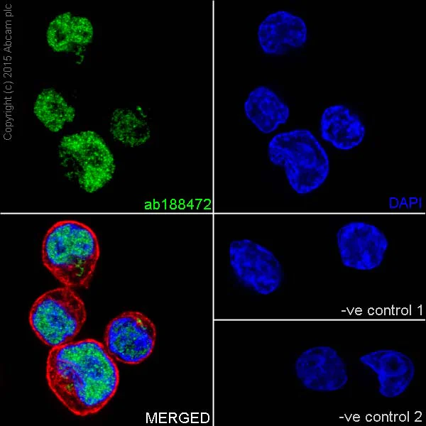 Immunocytochemistry/ Immunofluorescence - Anti-GATAD2A antibody [EPR18252] - BSA and Azide free (AB250963)