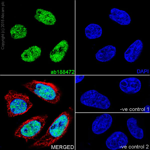 Immunocytochemistry/ Immunofluorescence - Anti-GATAD2A antibody [EPR18252] - BSA and Azide free (AB250963)