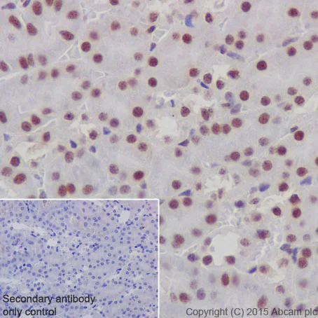 Immunohistochemistry (Formalin/PFA-fixed paraffin-embedded sections) - Anti-GATAD2A antibody [EPR18252] - BSA and Azide free (AB250963)