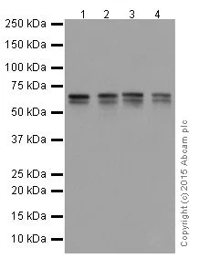 Western blot - Anti-GATAD2A antibody [EPR18252] - BSA and Azide free (AB250963)