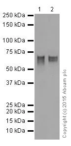 Western blot - Anti-GATAD2A antibody [EPR18252] - BSA and Azide free (AB250963)