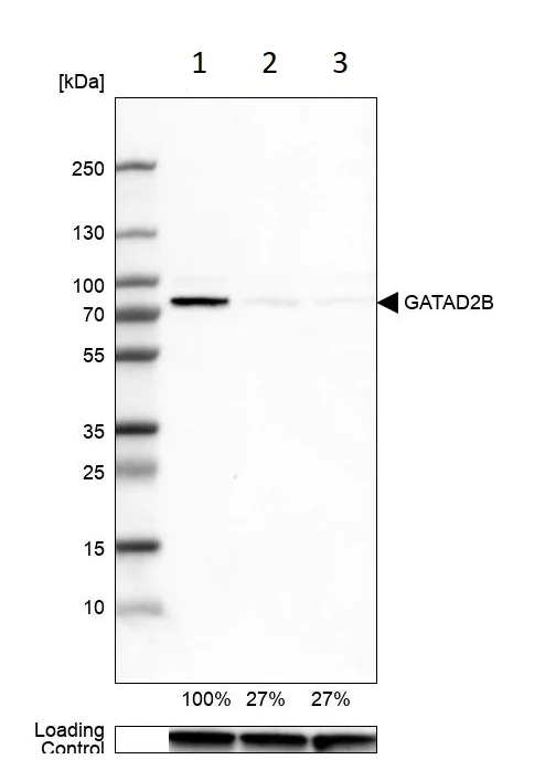 Western blot - Anti-GATAD2B antibody (AB224391)