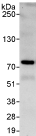 Immunoprecipitation - Anti-GATAD2B antibody (AB76924)