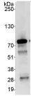 Immunoprecipitation - Anti-GATAD2B antibody (AB76925)