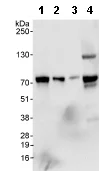 Western blot - Anti-GATAD2B antibody (AB76925)