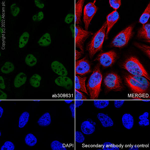 Immunocytochemistry/ Immunofluorescence - Anti-GATAD2B antibody [EPR27329-3] (AB308631)