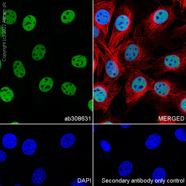 Immunocytochemistry/ Immunofluorescence - Anti-GATAD2B antibody [EPR27329-3] - BSA and Azide free (AB308632)