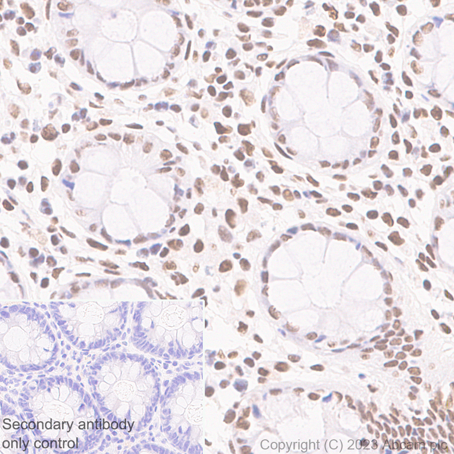Immunohistochemistry (Formalin/PFA-fixed paraffin-embedded sections) - Anti-GATAD2B antibody [EPR27329-3] - BSA and Azide free (AB308632)